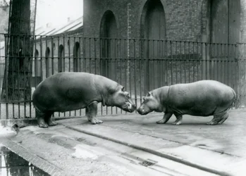 Hipopotamy Bobbie i Joan zostają przedstawione w londyńskim zoo, 1923 (fot. bw)