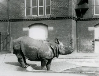 Nosorożec indyjski Felix stojący na skraju swojego basenu w londyńskim zoo w 1927 r.