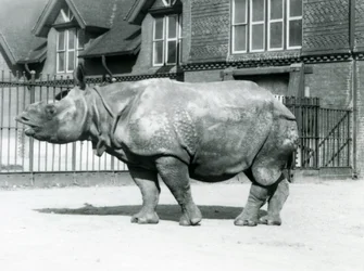 Nosorożec indyjski Felix stojący na swoim padoku w londyńskim zoo, 1927