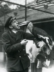 Opiekun,T. Raggett karmiący dzioborożca indyjskiego owocem trzymanym w pysku. Londyńskie Zoo 1924