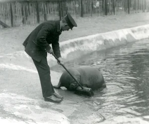 Opiekun Arthur Chandler zamiata basen Morsa, londyńskie zoo, 1924
