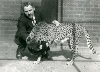 Opiekun Charles Dixon z figlarnym gepardem w londyńskim zoo, październik 1922 r.