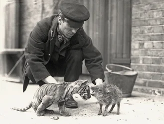 Opiekun, H. Warwick, z młodym tygrysem i pekari, zrobione w ZSL London Zoo, maj 1914 r.