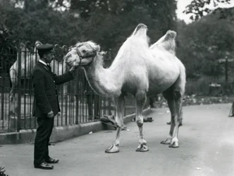 Keeper W. Styles z wielbłądem dwugarbnym w londyńskim zoo, lipiec 1914