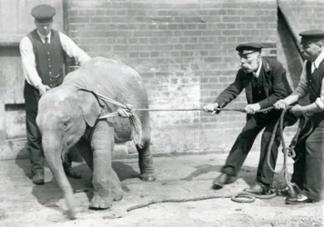 Strażnicy A. Church, Charles Eyles i H. Robertson próbują prowadzić małego słonia azjatyckiego na linie, Londyńskie Zoo, wrzesień 1919