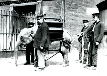 Opiekunowie Jack Milbourne, H Robertson i Thomas szkolą młodego słonia azjatyckiego, londyńskie zoo, maj 1922 (zdjęcie bw)