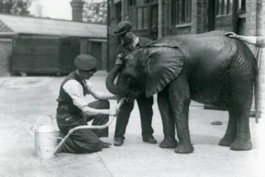 Opiekunowie pomagają młodemu samcowi słonia afrykańskiego Kiberenge pić z węża przymocowanego do konewki, londyńskie zoo, lipiec 1924