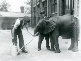 Opiekunowie pomagają młodemu samcowi słonia afrykańskiego Kiberenge pić z węża przymocowanego do konewki, londyńskie zoo, lipiec 1924