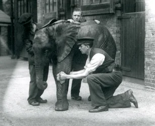 Opiekunowie natłuszczający skórę młodego samca słonia afrykańskiego Kiberenge, londyńskie zoo, lipiec 1924