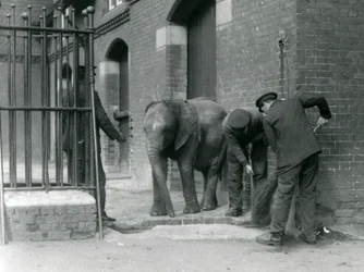 Opiekunowie z młodym samcem słonia afrykańskiego Kiberenge, londyńskie zoo, 1924