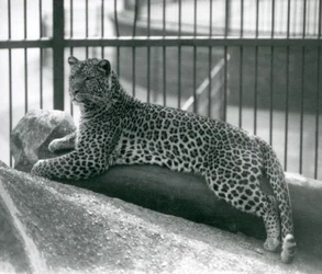 Leopard Rex leżący na kłodzie w swojej zagrodzie w londyńskim zoo w lipcu 1925 r.