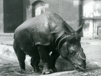 Samiec nosorożca indyjskiego Felix opuszcza swój basen w londyńskim zoo w 1928 r.