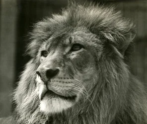 Samiec lwa Kuja w londyńskim zoo w sierpniu 1924 r.