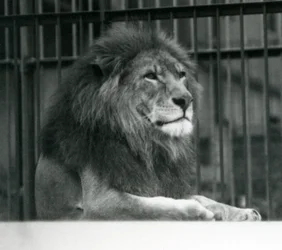 Samiec lwa „Kuja” leżący w swojej zagrodzie w londyńskim zoo w styczniu 1925 r. (zdjęcie czarno-białe)
