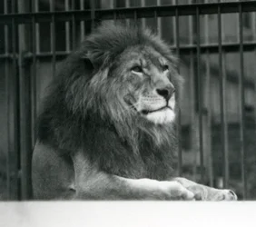 Samiec lwa Kuja leżący w swoim wybiegu w londyńskim zoo w styczniu 1925 r.