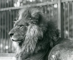 Samiec Lwa Toto leżący w swojej zagrodzie w londyńskim zoo we wrześniu 1927 r.