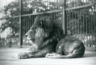 Samiec Lwa Toto leżący w swojej zagrodzie w londyńskim zoo we wrześniu 1927 r.