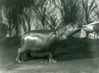 Percy, młody hipopotam karłowaty karmiony z ręki w londyńskim zoo, listopad 1923 (mc. zdjęcie)