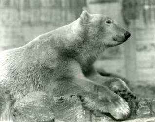 Niedźwiedź polarny Sam odpoczywający na skałach na tarasach Mappin, londyńskie zoo, przed 1930