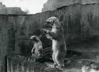 Niedźwiedzie polarne "Sam" i "Barbara" stoją na tylnych łapach, wyglądając ze swojego wybiegu w londyńskim zoo, marzec 1921 r.