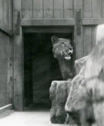 Ranji, samiec Tigon, londyńskie zoo, lipiec 1924