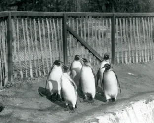 Sześć pingwinów królewskich spacerujących przy basenie w londyńskim zoo w 1927 r.