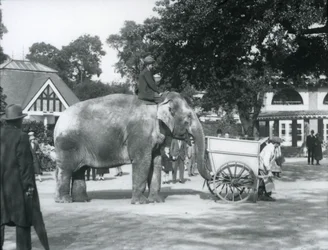 Syed Ali jadący Indiarani za taczką, londyńskie zoo, październik 1925