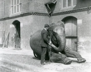 Syed Ali, trenujący Indiarani przed Elephant House, londyńskie zoo, sierpień 1923 (m.b. zdjęcie)