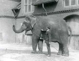 Syed Ali, trenujący Indiarani przed Elephant House, londyńskie zoo, sierpień 1923 (m.b. zdjęcie)