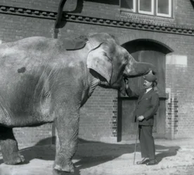 Syed Ali trenujący Indiarani przed Elephant House, londyńskie zoo, październik 1925