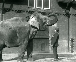 Syed Ali trenujący Indiarani przed Elephant House, londyńskie zoo, październik 1925