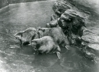 Trzy bobry w swoim basenie w londyńskim zoo, lata 20. XX wieku