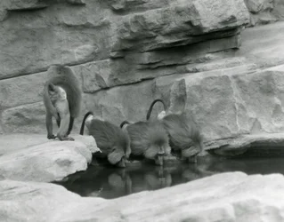 Trzy święte pawiany piją z basenu w swoim skalistym wybiegu, podczas gdy czwarty odchodzi, londyńskie zoo, czerwiec 1925