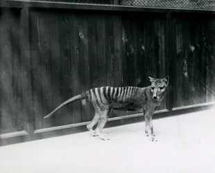 Wilk wilkołak tasmański w londyńskim zoo, przed 1930 r