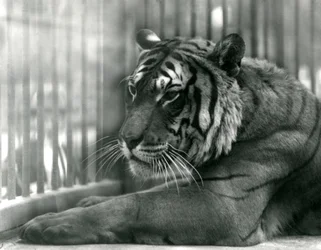 Tygrys Sam w londyńskim zoo, 1925