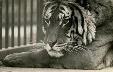 Tygrys Sam w londyńskim zoo, 1925