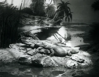 Dwa aligatory w panoramie w londyńskim zoo w czerwcu 1927 r.
