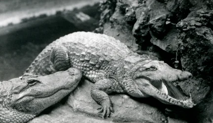 Dwa aligatory amerykańskie w londyńskim zoo, lipiec 1914