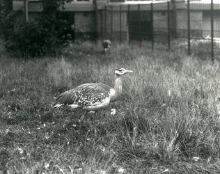 Dwa dropie arabskie stojące na wybiegu w londyńskim zoo, wrzesień 1927 r.
