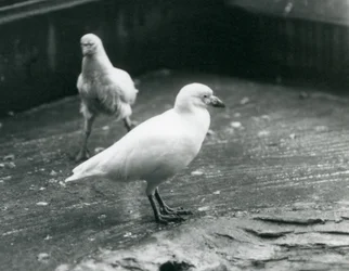 Dwa śnieżne sheathbills stojące i chodzące po ziemi w londyńskim zoo, sierpień 1927 r.