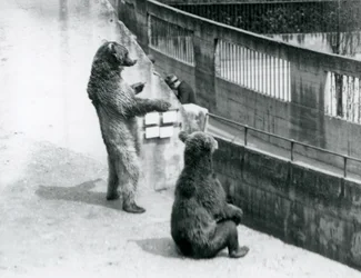 Dwa niedźwiedzie brunatne, jeden stojący na tylnych łapach, a drugi siedzący, spoglądają w dół z tarasów Mappin, londyńskie zoo, lipiec 1925