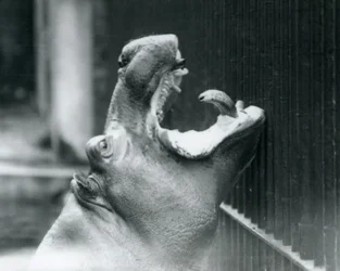 Młody hipopotam Bobbie w londyńskim zoo, 1927