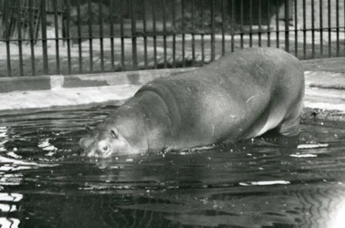 Młody hipopotam Bobbie wchodzi do swojego basenu w londyńskim zoo w sierpniu 1927 r.