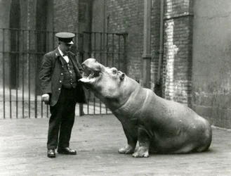 Młody hipopotam Bobbie siedzący dla opiekuna Erniego Bowmana, londyńskie zoo, lipiec 1923 (zdjęcie mc)