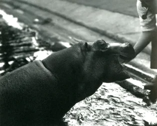 Młody hipopotam "Bobbie" z opiekunem w londyńskim zoo, wrzesień 1920 r.