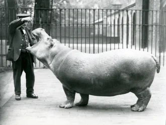 Młody Hipopotam Bobbie z opiekunem Ernie Bowmanem, Londyńskie Zoo, lipiec 1923 (zdjęcie bw)