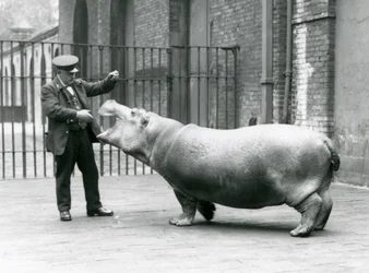 Młody Hipopotam Bobbie z opiekunem Ernie Bowmanem, Londyńskie Zoo, lipiec 1923 (zdjęcie bw)