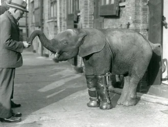 Młody karłowaty słoń afrykański Oojah z założonymi szynami w ramach leczenia krzywicy, londyńskie zoo, 1926
