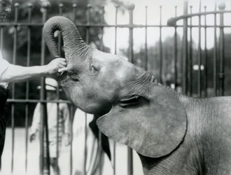 Młoda samica afrykańskiego słonia karłowatego Oojah otrzymuje smakołyk, londyńskie zoo, lipiec 1925 r.