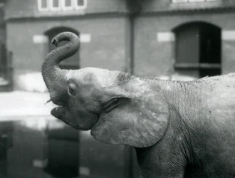 Młoda samica słonia afrykańskiego Oojah podnosząca trąbę w londyńskim zoo, sierpień 1925 r
